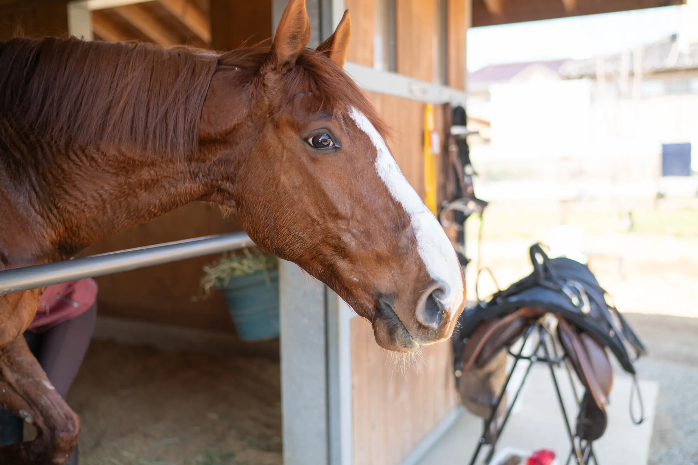 Bricolage 2026 -人と馬がともに暮らす場所-
